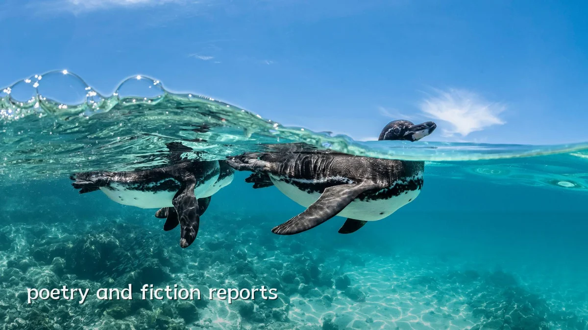 poetry and fiction reports