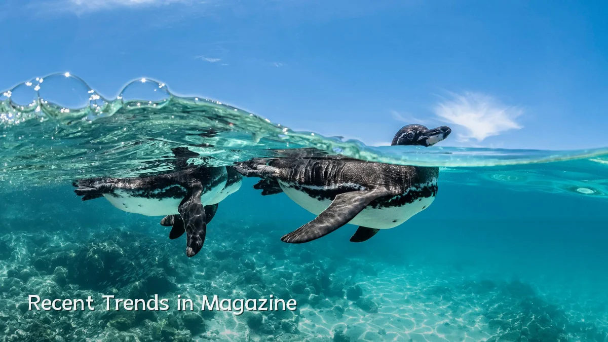 Recent Trends in Magazine